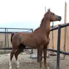 حصان شعبي اشقر