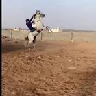 حصان كفو