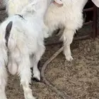 تيوس للبيع شرط الصحه