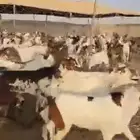 تيوس يمنيه شبيه البيشي