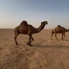 بعير فحل
