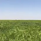 مشروع زراعي للايجار ببسيطاء