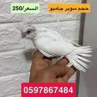 للبيع طير كروان