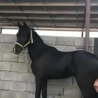 حصان طياره شعبي