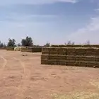 برسيم مخلوط