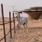 فرس كفوو للبيع