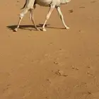 قعود للبيع على حاكم ابن هشال وجده حاكم ابن قريع