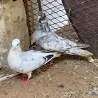 حمام قطايف