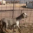 مشروع فحل عمره 7شهر للبيع المطور مربط الجزيرة بالطائف