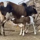 تم البيع   الله يبارك للجميع