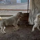 تيوس فحول للبيع مشروطه