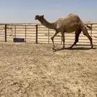 لقحه شعلا كفو