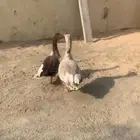 وز طيب وسمين