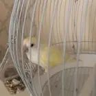 بيع