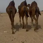 ثلاث نياق لقحات