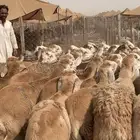 98 راس طليان سواكن مرابي