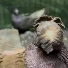 اربع أزوج أوزبك منتجة جملة أو تفريد