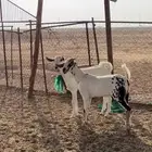 جفار بيشيات