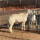 للبيع مشروع فحل نادر حري