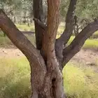 شجر زيتون معمر للبيع