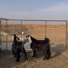 تيوس مخاصي ششحم