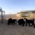 تيوس