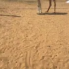 البعير الكفووو