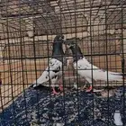 زوج حمام تيدي ( تم البيع )