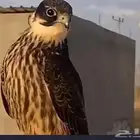 مطلوب بكة من 300 و تحت