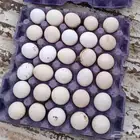 بيض بلدي مخصب