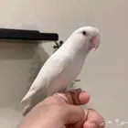 روز البينو اليف جدا  هدد نشبة (فاخر )