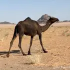 بكره ضروبه طيبه