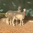 بهم طليان للبيع