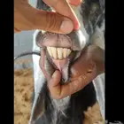 عنز عارضيه تحتها تيوس اثنين طيبات للبيع المجمعه