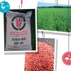 بذور برسيم امريكي كاف 101. انتاج جديد