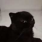 قط ذكر سكوتش فولد للتزاوج