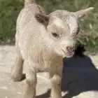 الماعز القزم