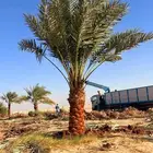 نخل مثمر نقايل جثايث اخلاص سكري برحي صقعي شيشي واشنطني