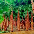 نخل زينه للبيع واشنطني ملكي للبيع زينه نخيل واشنطنيا نخل مثم