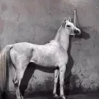 حصان واهو فاخر للبيع