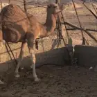 قعود للبيع الموقع الذييل قريب من مركز ابو راكه