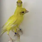 كناري هوزو الياباني