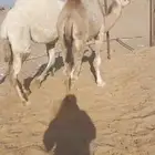 قعود وبكره مشاء الله كفو فل للبيع