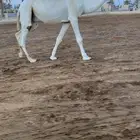 قعود علياني