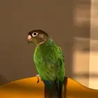 كنيور بلو شيك اليييف الييف اليف