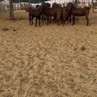 جفرات قبرصيات