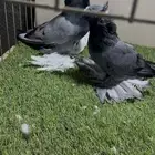 جوز بخاره بلو بار حامل بارليس