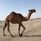 بكره جذعه