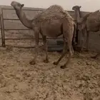 قعدان طيبه
