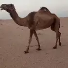 رحول على جميع الشروط